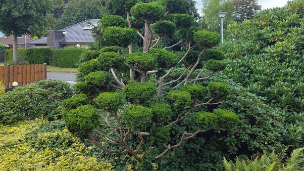 Ein gepflegter Garten mit verschiedenen Sträuchern und Bäumen, einem Holzzaun und einem Haus im Hintergrund.
