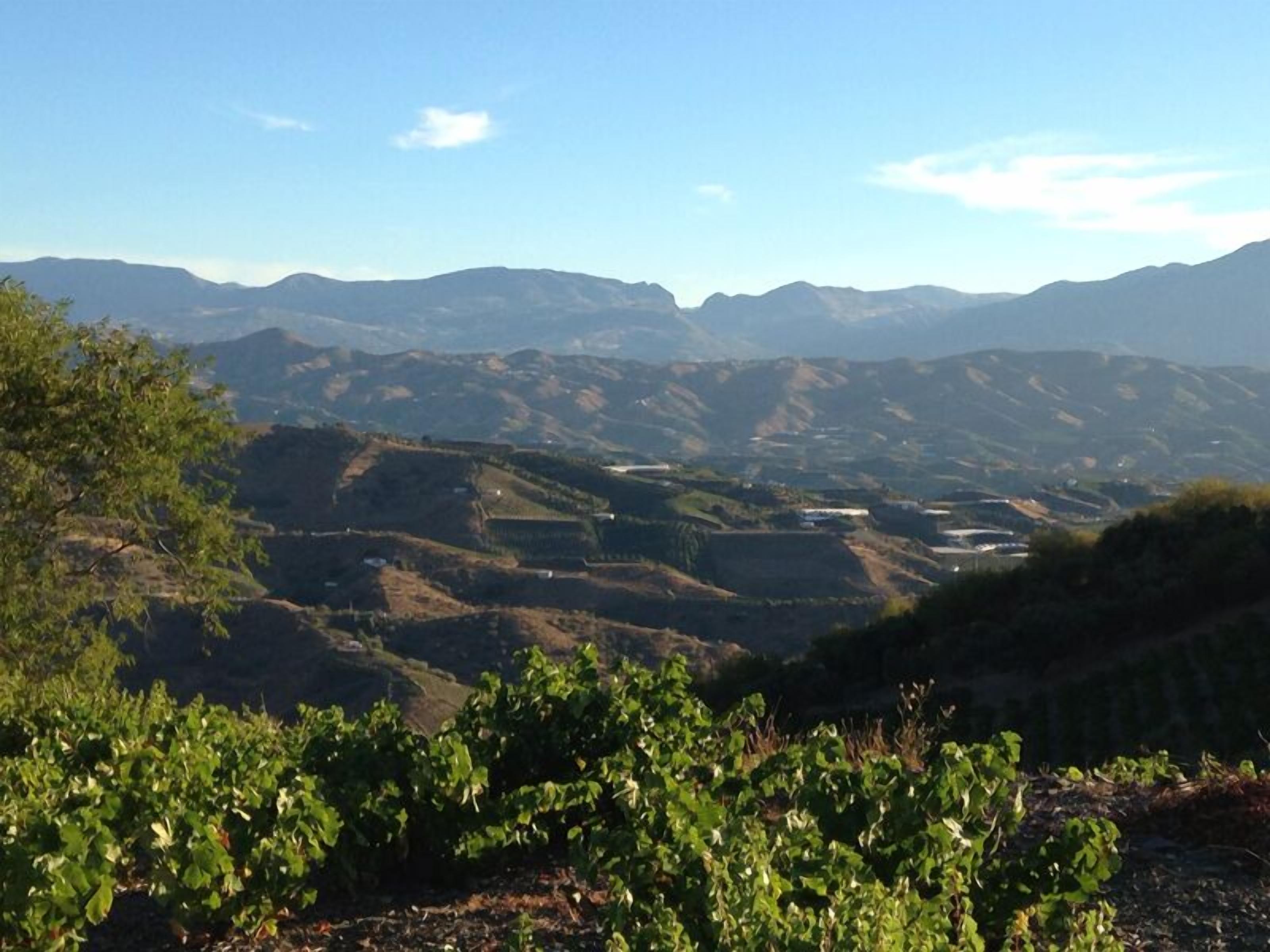 A vineyard with rows of grapevines and a mountainous landscape in the background.
