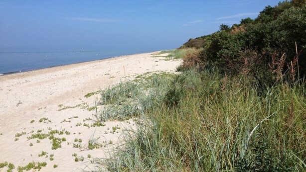 A sandy beach with sparse vegetation and a clear blue sky. - Haus Mirabelle: Baltic Sea view through trees close to the beach (5 min walk) (Kalkhorst)