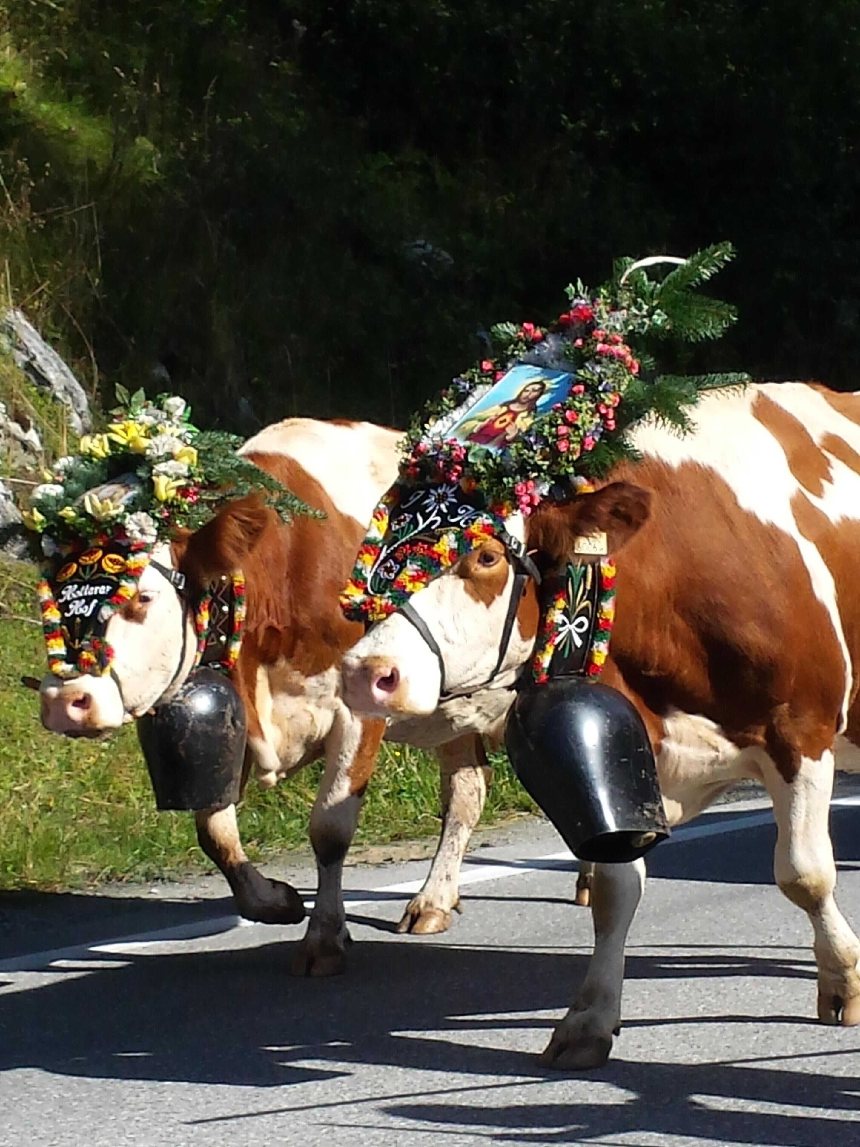 Deux vaches portant des ornements sur la tête et marchant sur une route.
