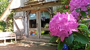 Un edificio de madera rústico con un banco afuera, una ventana con cortinas de encaje y flores rosadas al frente.