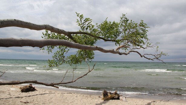Una playa con una rama de árbol que se extiende sobre la arena, olas al fondo y un cielo nublado.