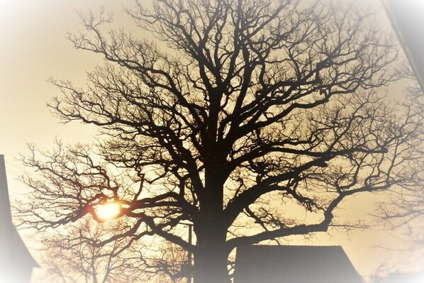 Silueta de un árbol sin hojas contra un cielo al atardecer.