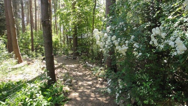 Un sentiero alberato con cespugli fioriti di bianco e alberi alti.