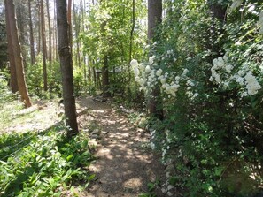 A forested path with white flowering bushes and tall trees.
