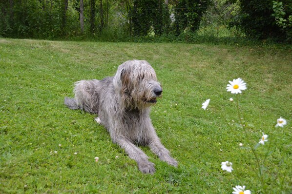 A dog lying on grass with white flowers.