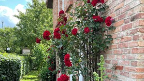 A brick building with a garden featuring red roses and green foliage. - Exclusive, large apartment with 3 bedrooms, fireplace and terrace  (Lohme)