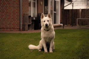 A white dog sitting on grass in front of a brick house with a wooden deck and a covered patio.