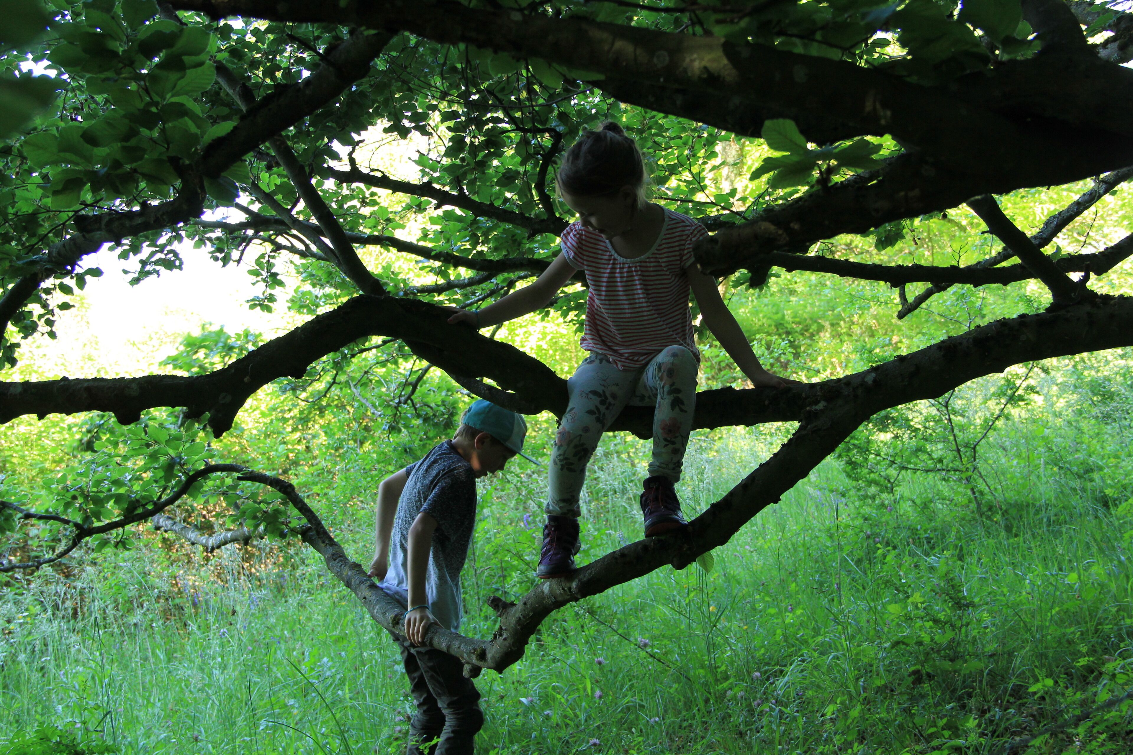 Two people climbing a tree in a lush green forest.