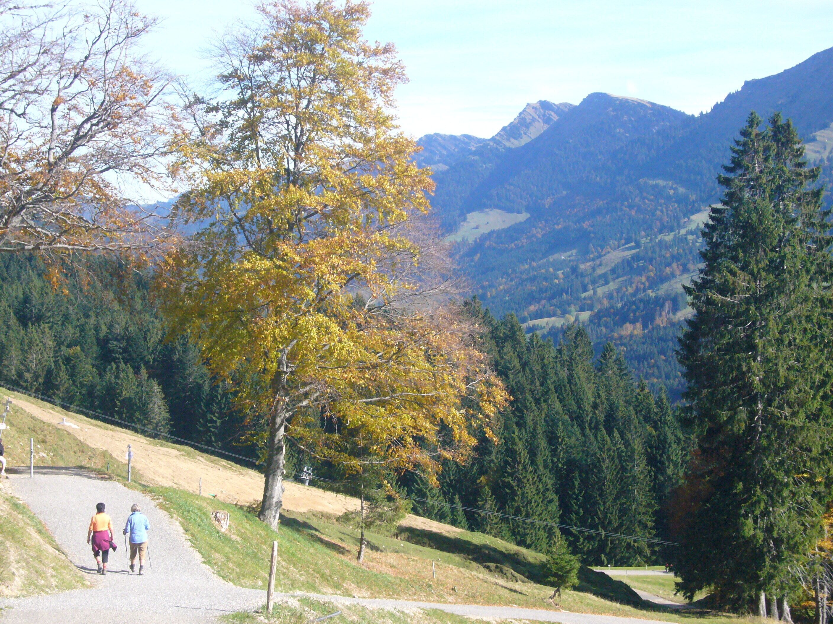 Ein Weg in einer gebirgigen Landschaft mit Bäumen und Blick auf ferne Berge.
