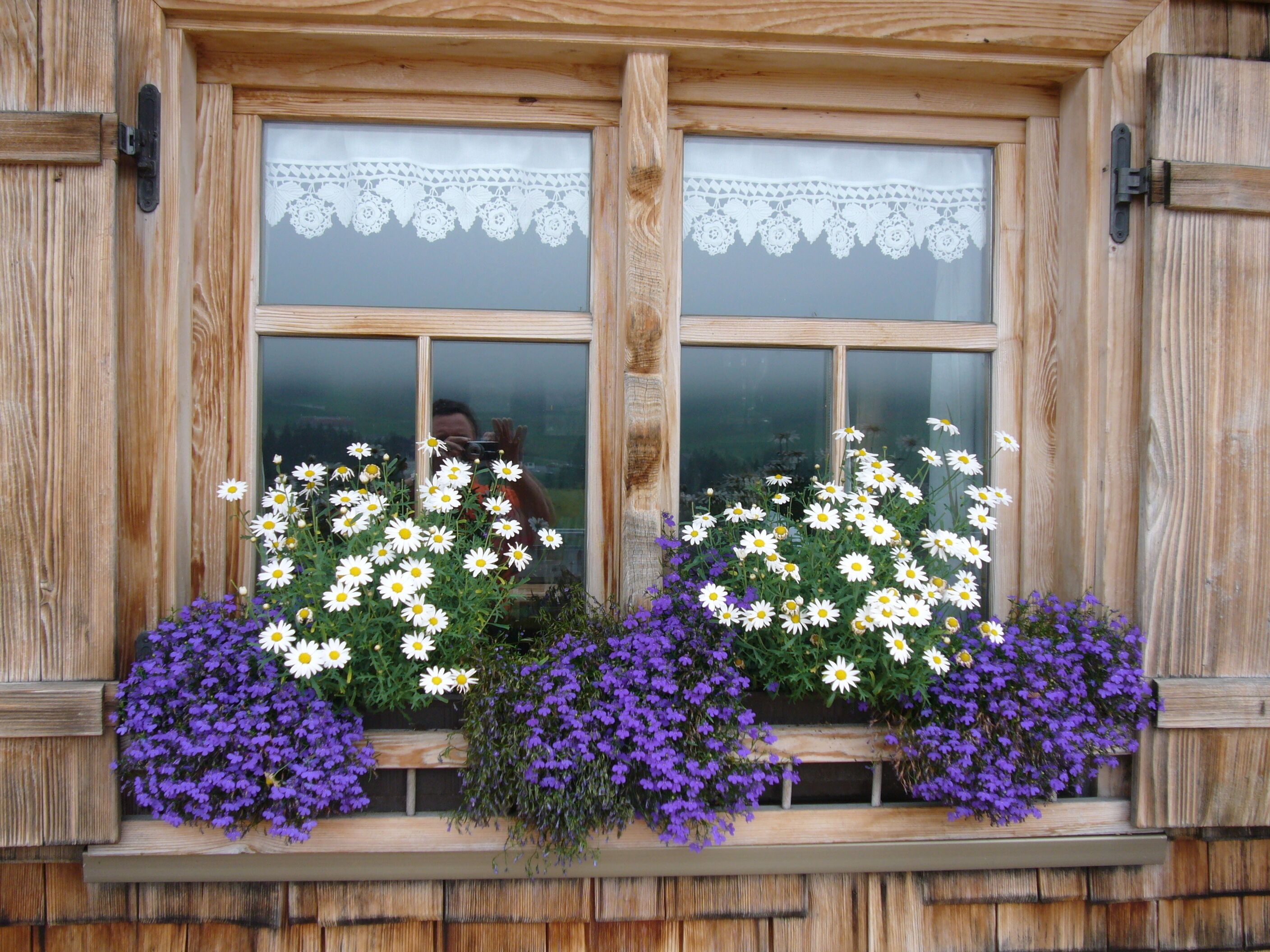 A wooden window with lace trim and two flower boxes filled with white and purple flowers.