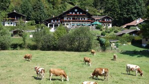 Un cadre rural avec un grand bâtiment doté de nombreux balcons ornés de jardinières fleuries, le tout entouré d’un paysage verdoyant et luxuriant où paissent des vaches.