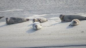 A sandy beach with several seals resting on the sand.