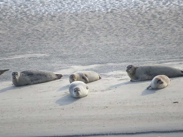A sandy beach with several seals resting on it.