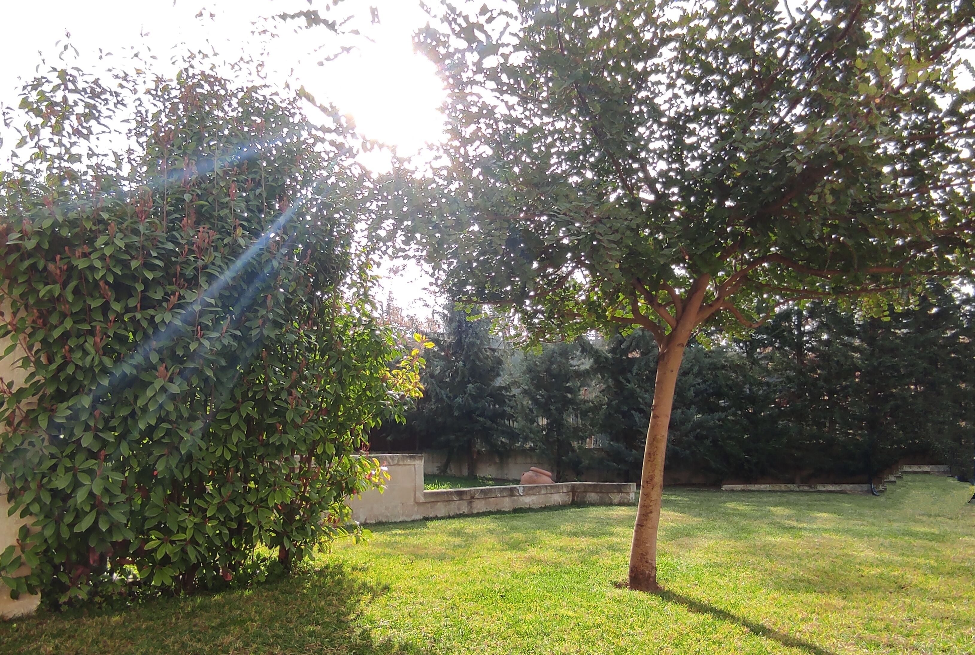 Un espace extérieur recouvert d’herbe, avec un arbre et un mur.
