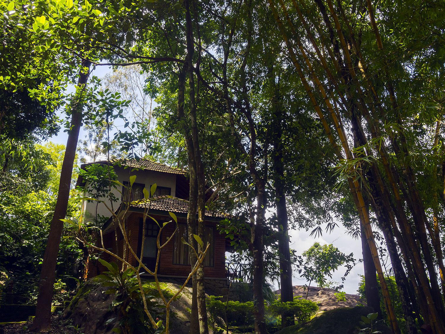 Un edificio tradicional rodeado de un denso bosque de bambú.
