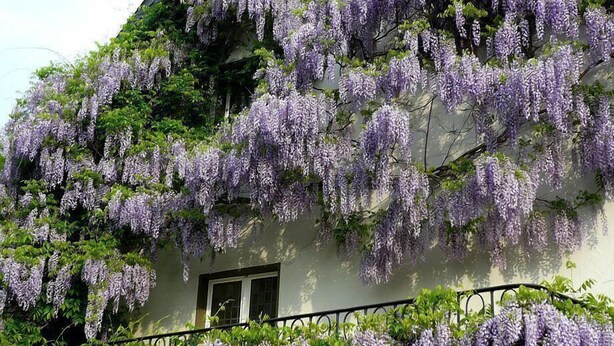 A building with purple wisteria vines covering the exterior walls. - Hotel Rosenhaus Garni (Velbert)