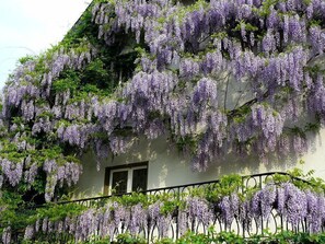 A building with purple wisteria vines covering the exterior walls.