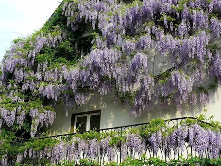 Fachada del alojamiento. Hotel Rosenhaus Garni