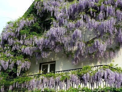 Hotel Rosenhaus Garni