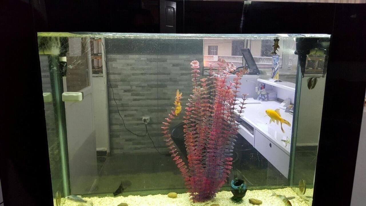 Un aquarium avec une plante et deux poissons rouges.