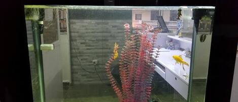 A fish tank with a plant and two goldfish.