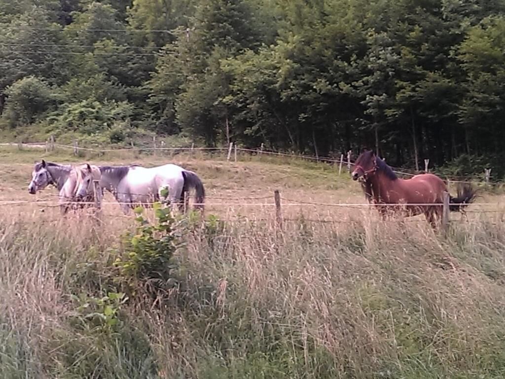 A fenced area with horses.