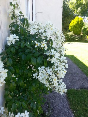 A garden with white flowering shrubs and a neatly trimmed hedge. - Rosmerryn (Falmouth)