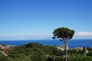 Un paisaje costero con un árbol destacado, edificios y vistas al mar.