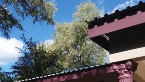Un pequeño edificio con una ventana de diseño enrejado, rodeado de plantas y un sendero de piedra.