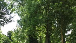 Ein Weg, der durch einen Park mit Bäumen und Rasenflächen führt.