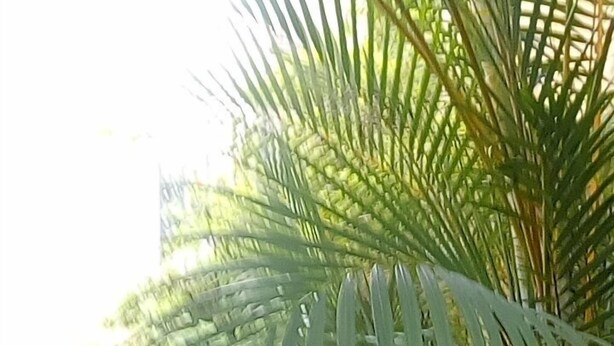 A pathway lined with palm trees. - Plaza Morumbi (São Paulo)