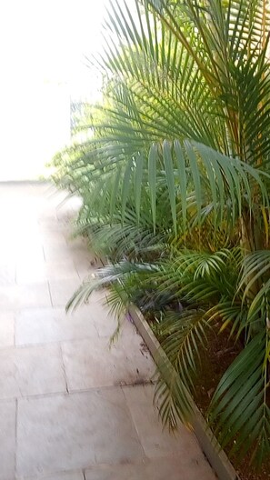 A pathway lined with palm trees.