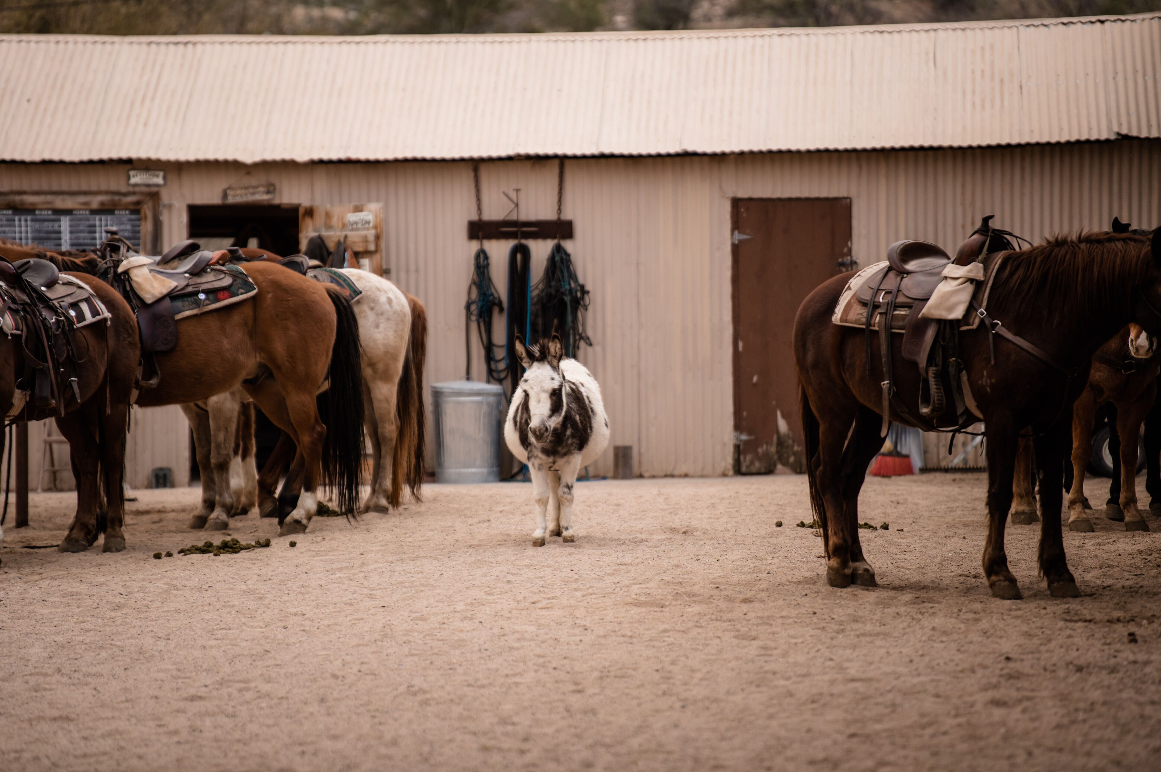 A stable with horses and a dirt floor.