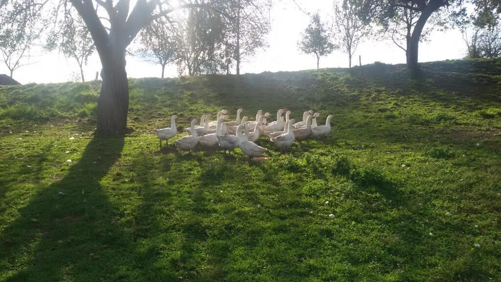 A group of geese on a grassy hill with trees in the background.