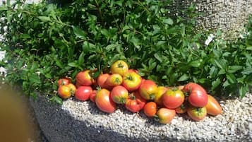 A collection of tomatoes and green foliage in a garden setting.