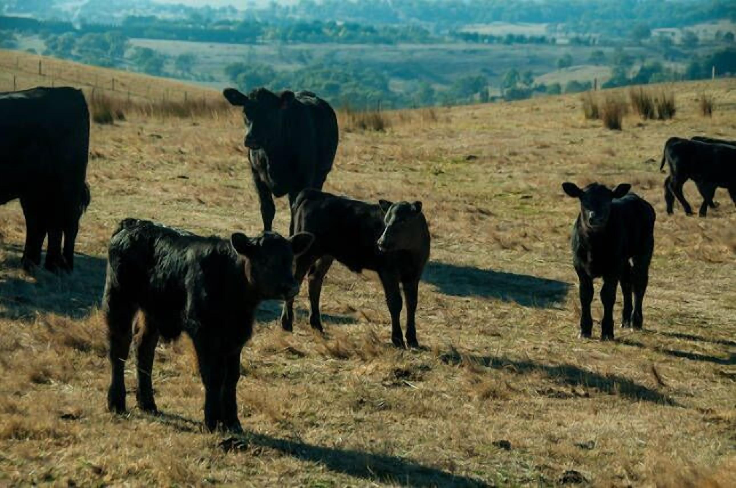 Un groupe de vaches dans un champ verdoyant, avec un paysage vallonné en arrière-plan.