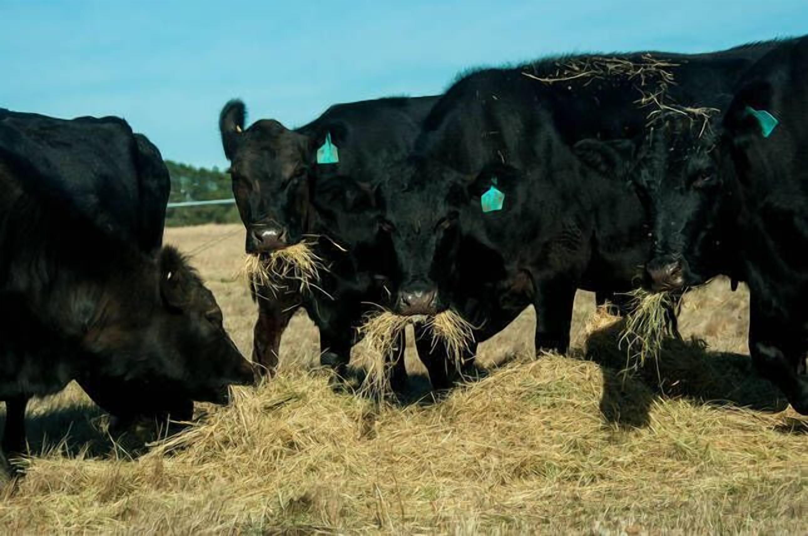 A group of black cattle grazing in a field with hay.