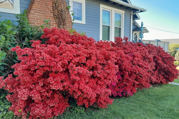Azaleas in bloom