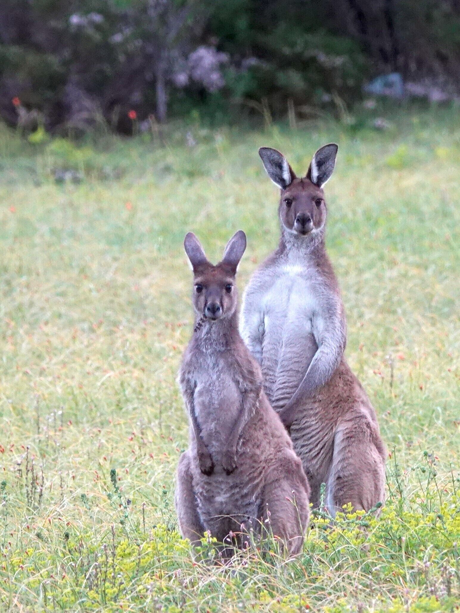 Innes National Park is just footsteps away from this perfectly located property — image 19