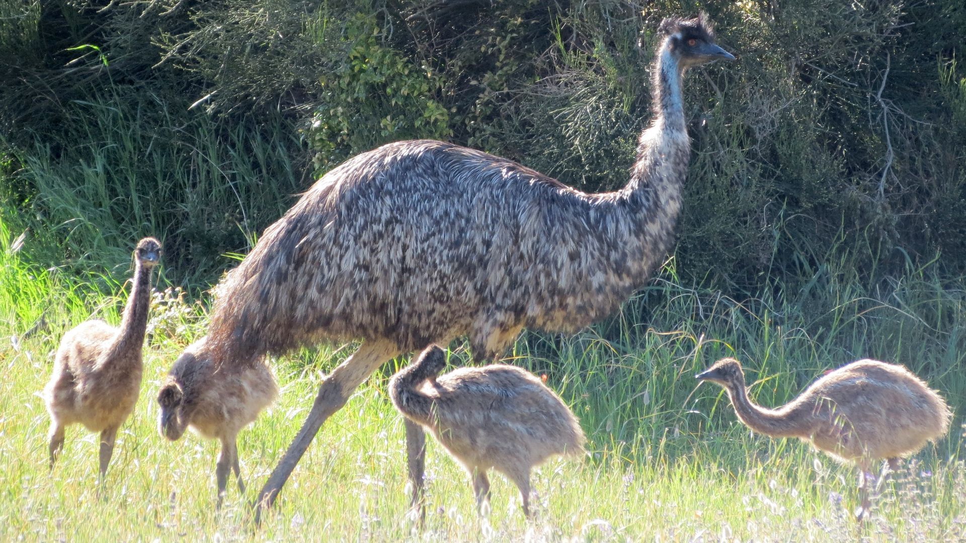 Innes National Park is just footsteps away from this perfectly located property — image 25