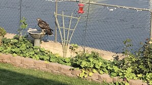 A birdbath and a bird feeder near a chain-link fence by a body of water. - Studio apartment overlooking the Snake river (Clarkston)