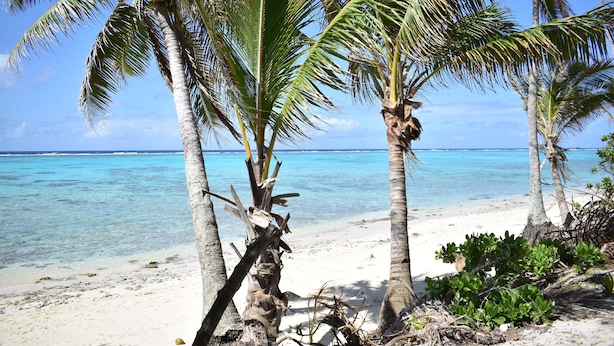 Ein Strand mit Palmen und klarem, blauem Wasser.