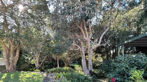 Un jardín con diversas plantas y árboles, un sendero de piedra y una estructura de madera.