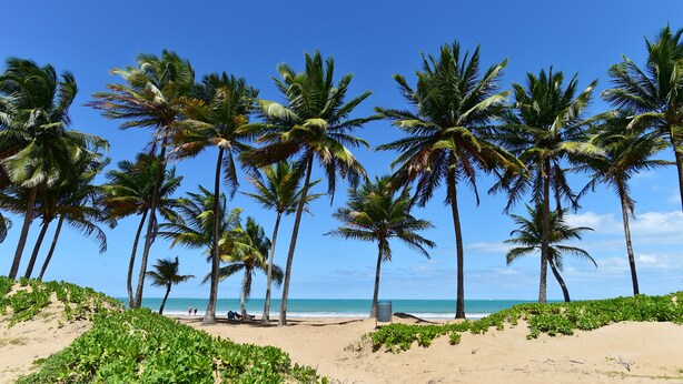 A beach with palm trees and a clear blue sky. - Beach Front & 3 levels & Terrace & Balcony & 2 Pools Max 6people (Río Grande)