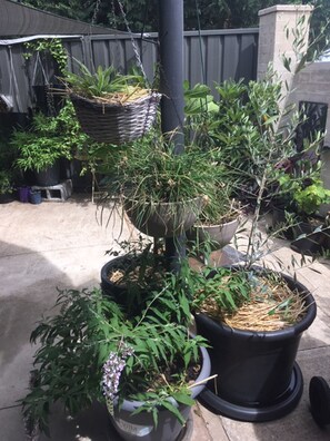 Property grounds - Hidden gem with private walled garden (Queanbeyan)