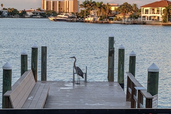 We have Fishermen of the feathered kind on our boat dock!