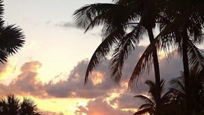 Zonsondergang met palmbomen en een strand op de achtergrond.