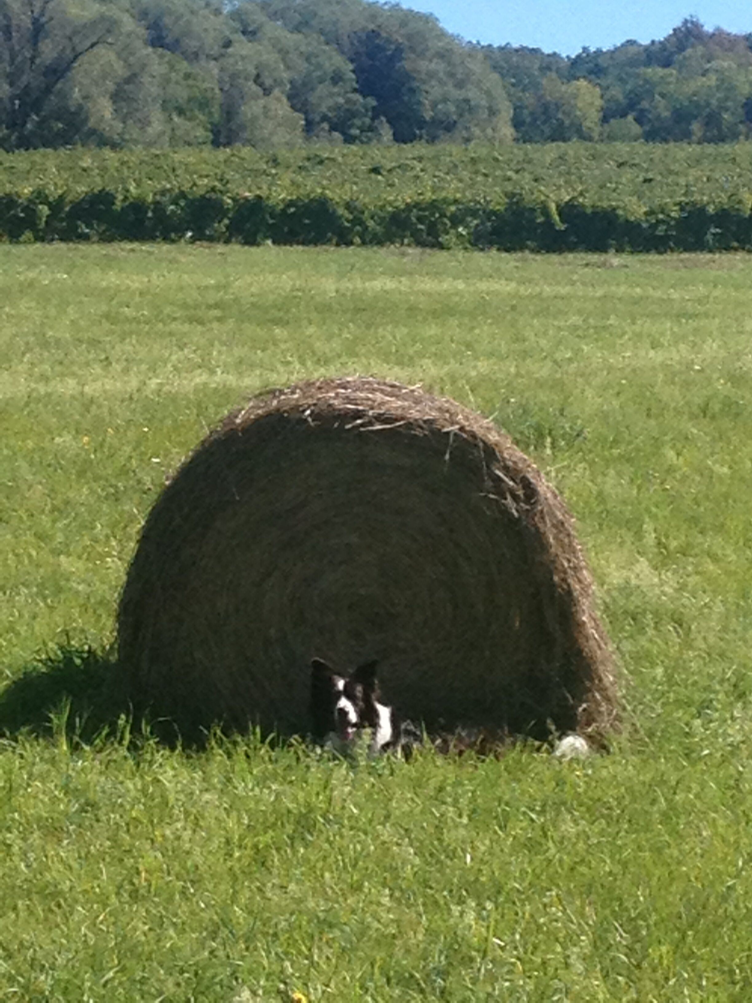 A field with a hay bale and a dog.