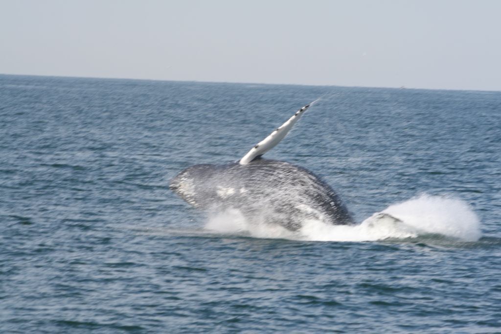 Una ballena rompe la superficie del océano con un pez sobre su lomo.